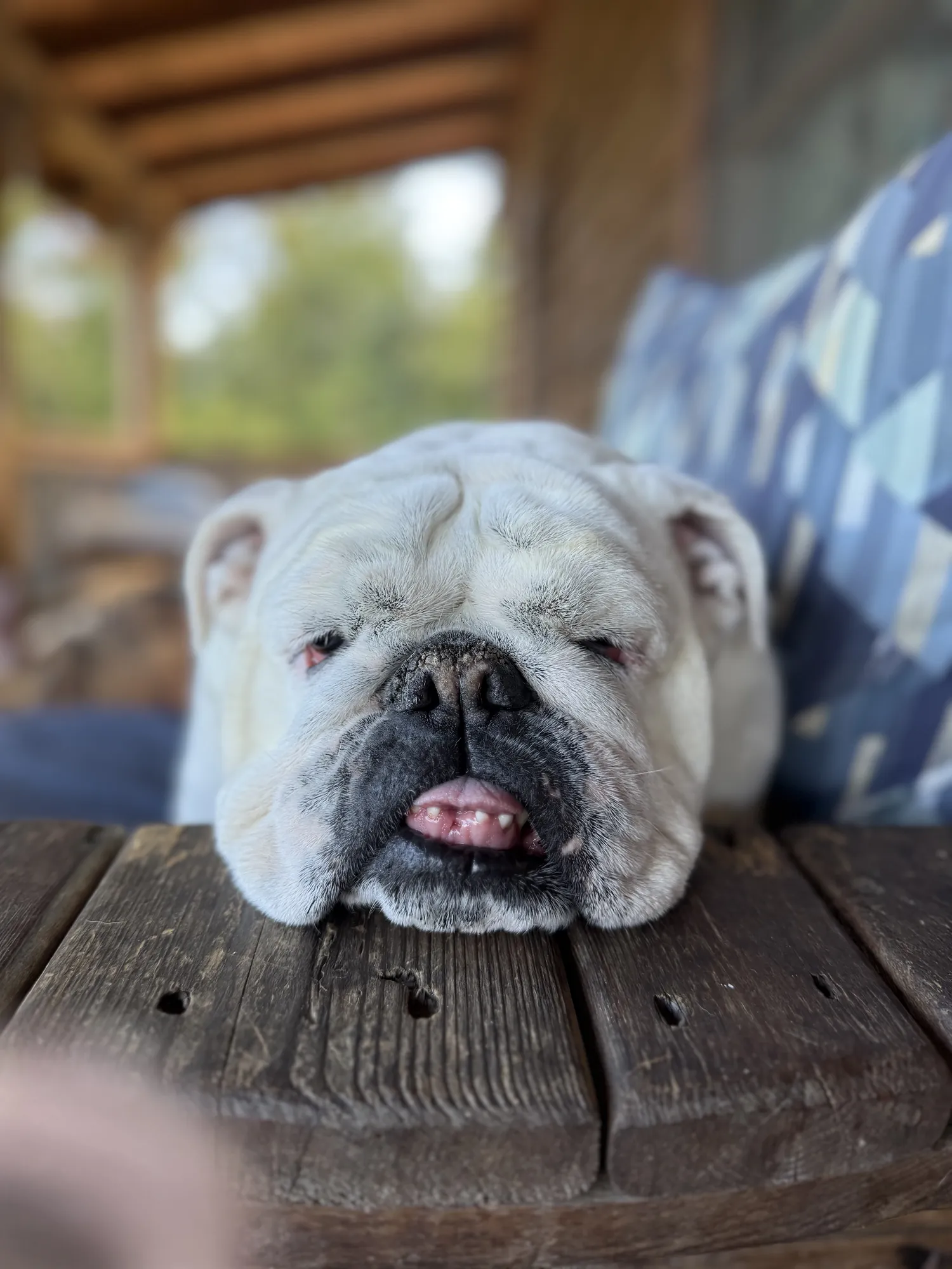 Bulldog relaxing at the park