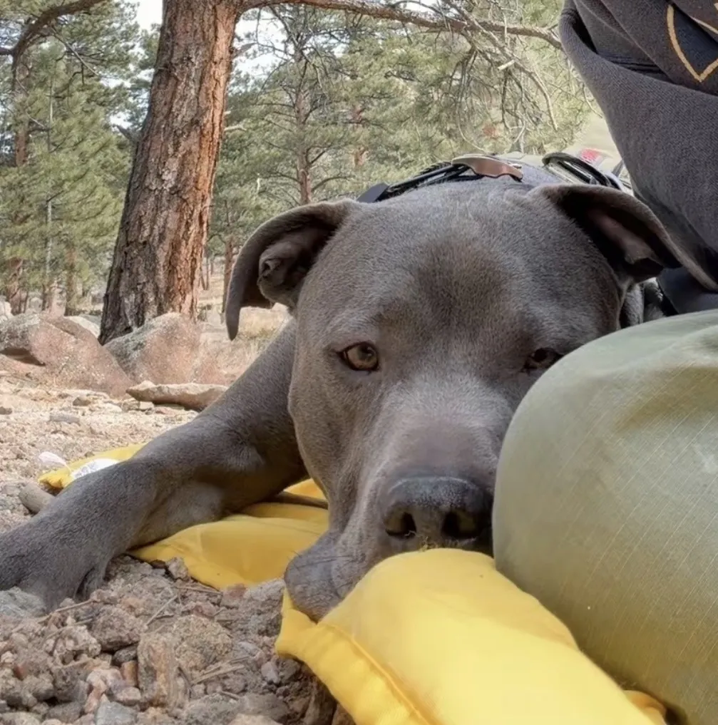 Dog resting on a camping mat among the trees